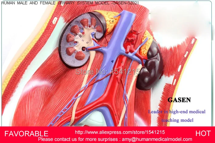 Женская/Мужская мочевая система модель мочевыделительной системы для женщин