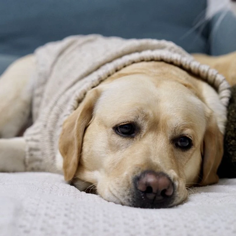 [MPK Dog Sweater] шерстяной свитер для маленьких и средних собак, шерстяной свитер для собак, свитер для Лабрадора, одежда для собак, 4 размера s