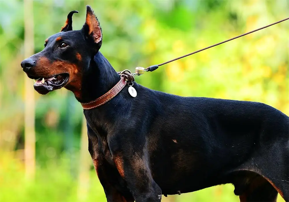 Wodondog Магнитный поводок для собак, быстроразъемный ошейник с нейлоновым поводком для собак, больших собак, щенков, разъемных аксессуаров, товары для домашних животных