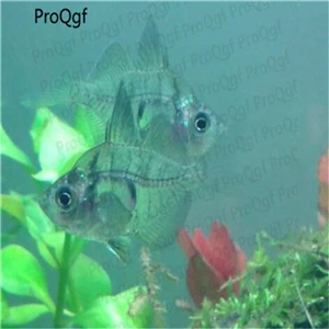 Ngryise 50 Шт Набор Aplocheilichthys Normani - Цвет: Parambassis ranga