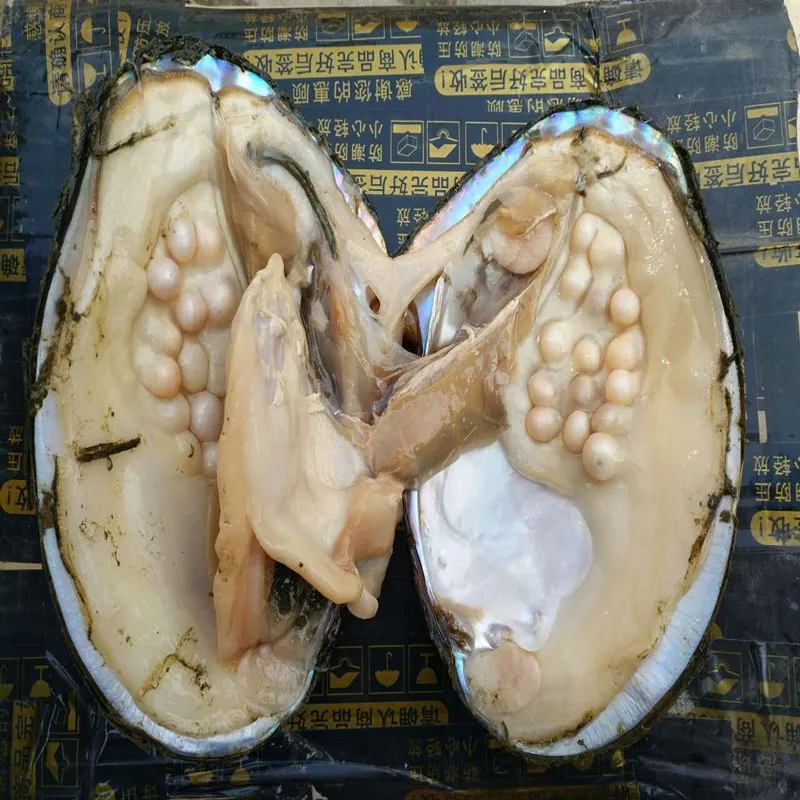 Новинка большой Монстр жемчуг устриц большая НАТУРАЛЬНАЯ пресноводная Устрица с