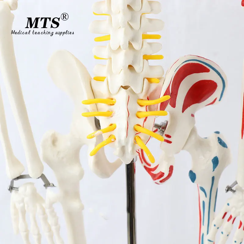 Модель скелета из ПВХ 85 см с мышечной системой медицинская обучающая модель