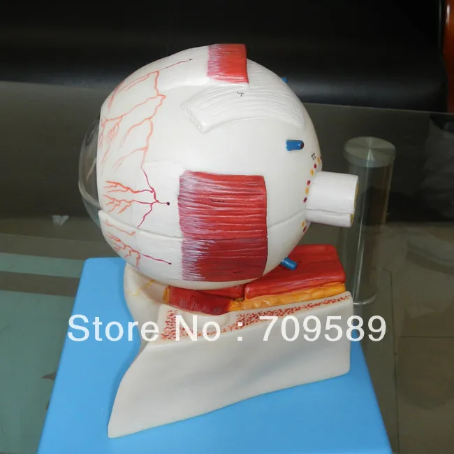 Модель глазного яблока модель глаза|anatomical eye model|eye modelanatomical |