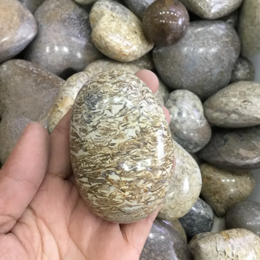 

Natural Dinosaur Bone Fossil crystal palm stone for healing