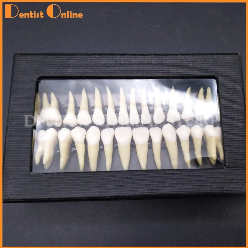 

Hot 28pcs/box 1:1 Demonstration Permanent Teeth Tooth Models Odontologia Teach Study Model Double-color Dentist Products