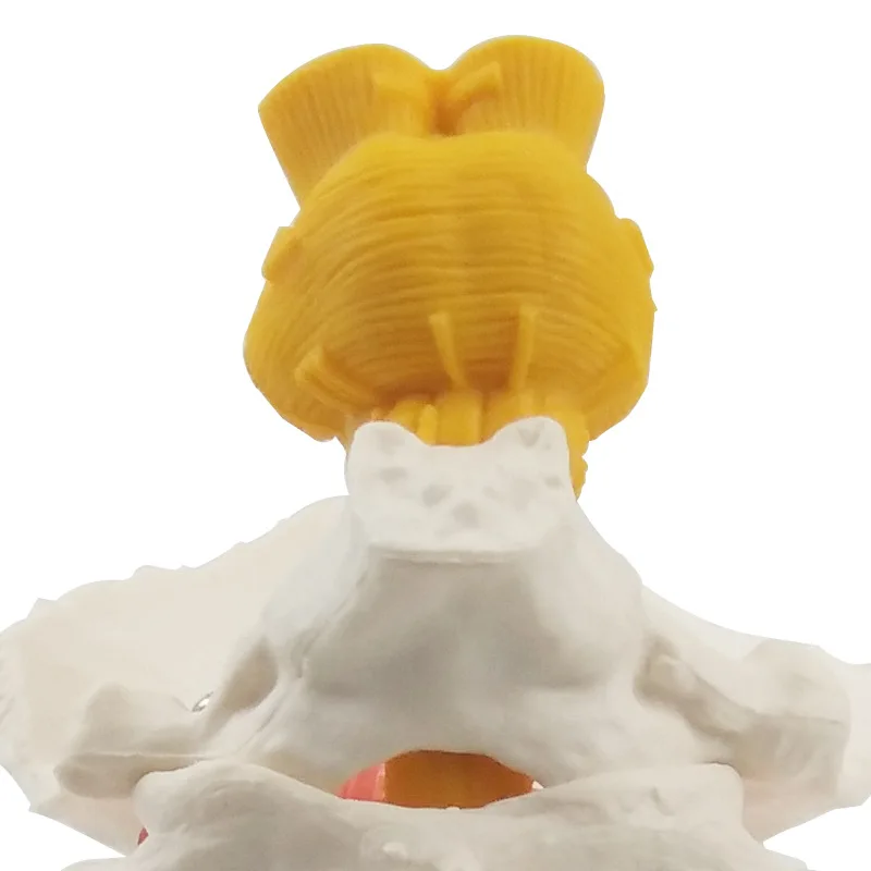 Медицинский скелет модель 7 позвоночник позвоночника ранний мозг анатомия