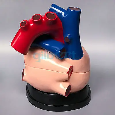 Медицинская модель сердца человека в натуральную величину артериовенозная