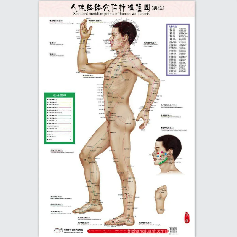 HD двуязычные мужские стандартные пункты меридиана человеческих настенных