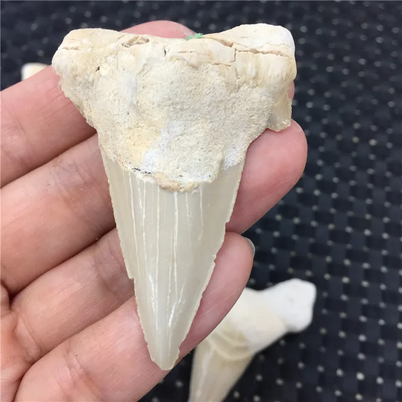 1 шт. натуральные животные Fossil зубы акулы Fossil минеральные образцы рок камни рейки лечебная энергия для коллекции в подарок