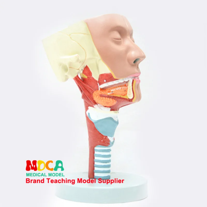 2 Parts Pharyngeal muscles and larynx Anatomical model Oronasal Anatomy of lingual muscle Head Model Medicine Teaching | Канцтовары для