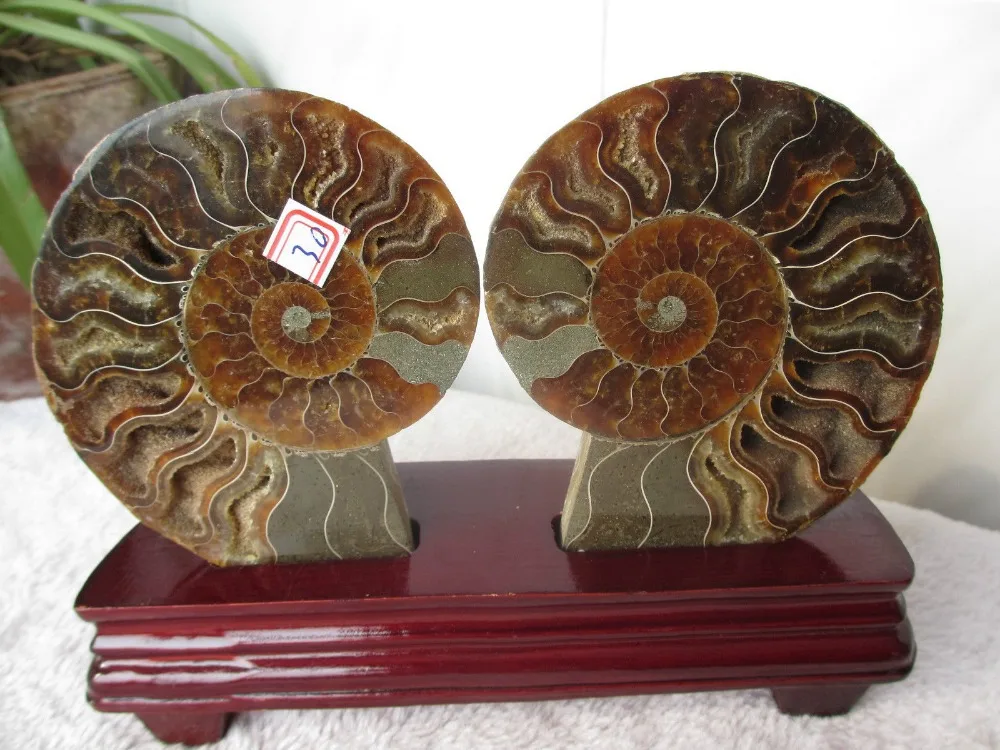AAA ++ AMMOLITE NAUTILUS мадагаскарский ископаемый экземпляр 307g + подставка 99g|fossil fossils|fossils