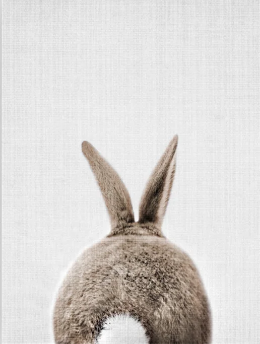 Rabbit Tail Kawaii кроличий хвост Банни холст картина Детская стены Искусство животных плакат печать скандинавского леса картина для маленьких девочек комната Домашний декор - Цвет: Rabbit Tail