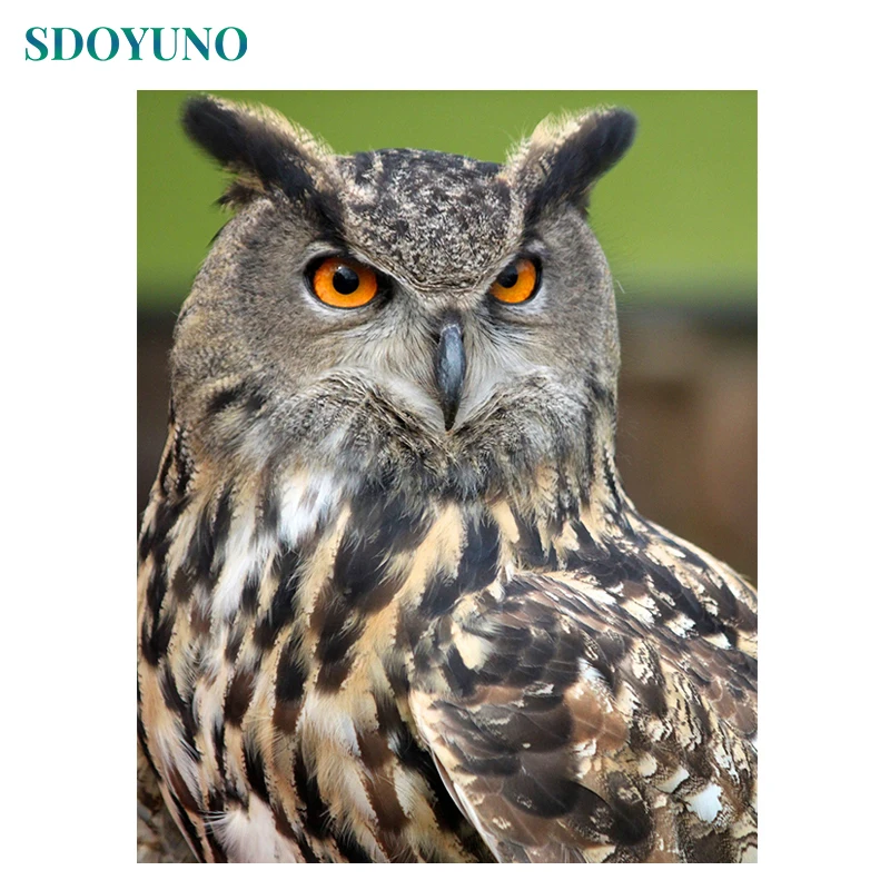 

SDOYUNO Frame Owl Animals DIY Painting By Numbers Hand Painted Oil Painting Home Wall Decor Unique Gift For Living Room Arts