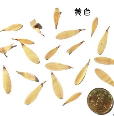 no.10(20pcs) Coreopsis Роза натуральный сушеный цветок лепесток для DIY свеча делая цветы образец прессованный цветок ремесло - Цвет: no.10(20pcs)