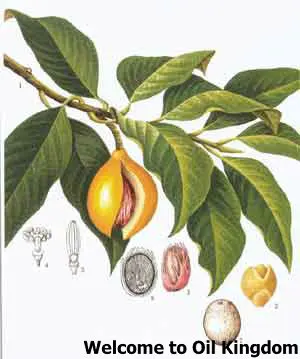 Бесплатная доставка 100% чистое растительное Эфирное Масло мускатного ореха 2 мл