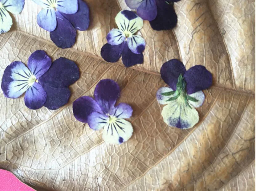 

250pcs Pressed Dried 1.5-2.5cm Viola tricolor L. Flower Plant Herbarium For Jewelry Postcard Bookmark Invatation Card DIY Making