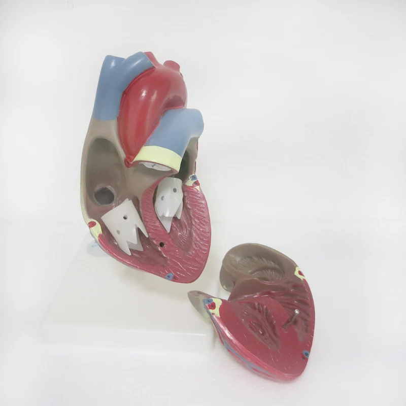 3 Раза Большие ПВХ кардиомагнитолы обучающий инструмент статуэтки анатомическая