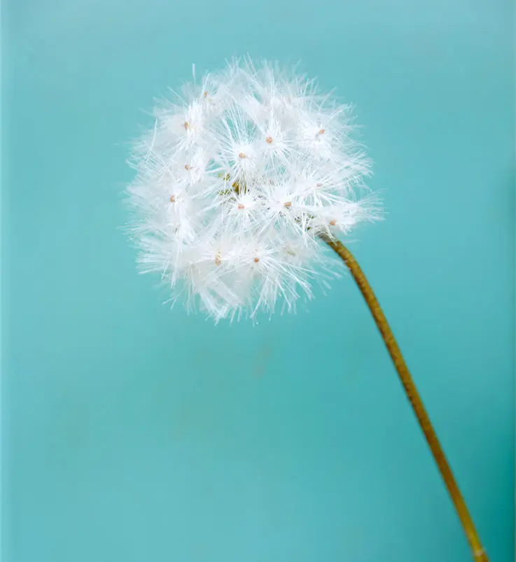 75 см диаметр 12 искусственный одуванчик|artificial outdoor plants and flowers|dandelion blackartificial christmas