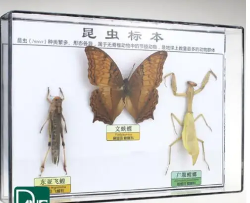 Образцы насекомых жуков/саранчи/mantis, научное обучающее оборудование, детский подарок - Цвет: 3 kinds