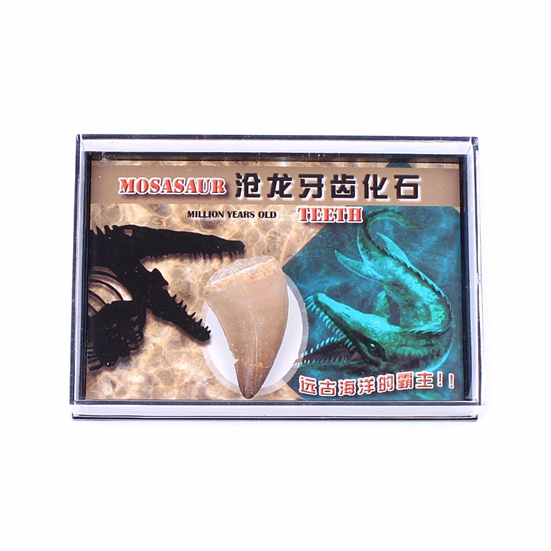1 шт. ископаемый минерал мосазавр образец зуб динозавр модель зуба коллекционные