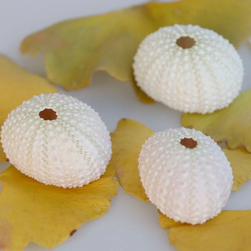 Бесплатная доставка (10 шт./лот) натуральный маленький розовый морской урчин