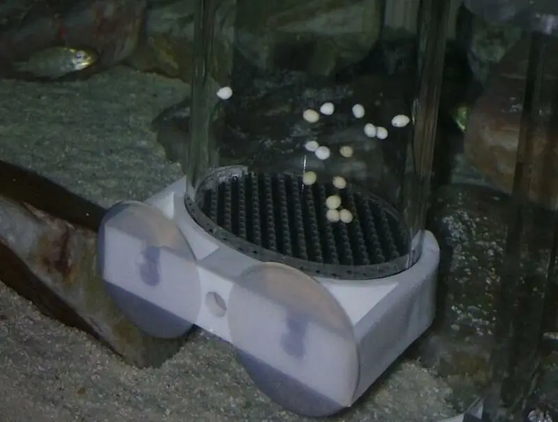 Аквариумные рыбки яйца крышки для яиц кувшины инкубатор разведения люк |