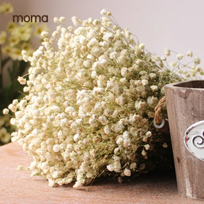 Звездные настоящие цветы сушенные для хранения продуктов окно дисплея свадьбы