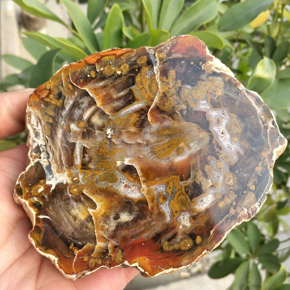 10 см натуральное полированное дерево fossil slab грубый кусок камня образец|Камни| |