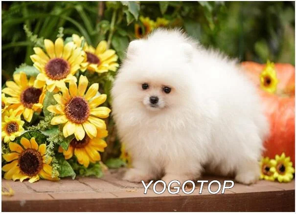 Светло-желтый YOGOTOP diy Алмазная вышивка собака шпиц животное алмазная живопись полный квадратный/круглый мозаика Стразы Рождественский подарок YY457 - Цвет: Светло-желтый