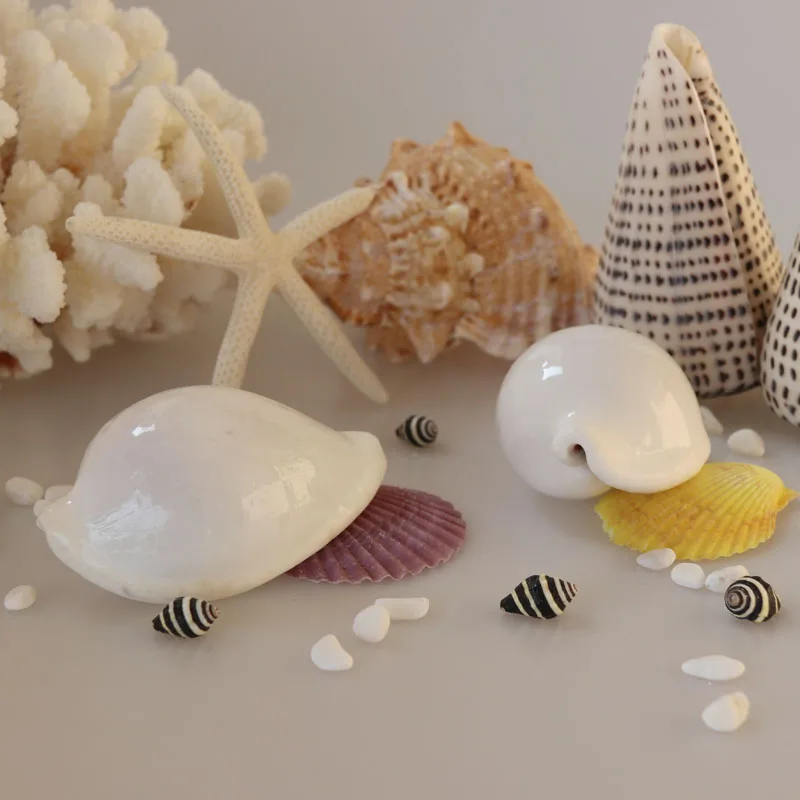 Бесплатная доставка (2 шт./лот) обычное яйцо Cowrie натуральная раковина и ракушка