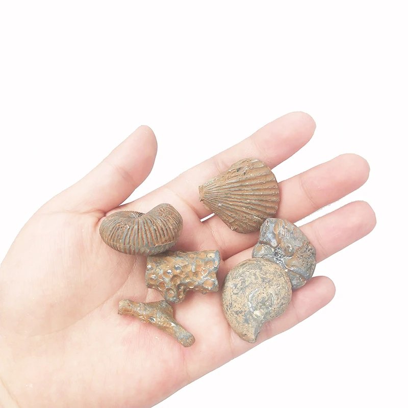 Скелетон Fossil высокое качество набор &quotраскопки&quot игрушка предназначена для