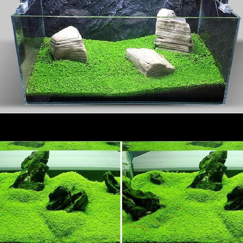 10 г сумка аквариум Hemianthus Callitrichoides семена травы мини листьев Fish Tank украшения