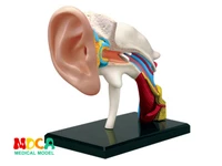 ear canal 4d master puzzle assembling toy human body organ anatomical model medical teaching model