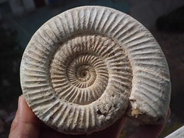 220 260g натуральная искусственная кожа Мадагаскар|ammonite|ammonite fossilammonite jewelry |