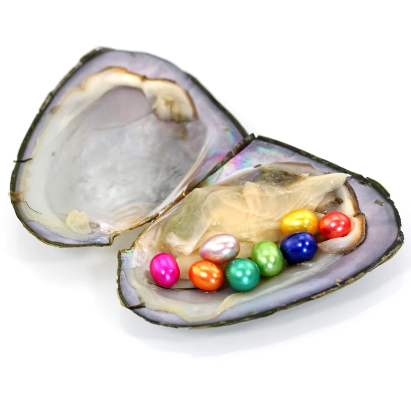 

8 Vibrant Colored Oval Pearls in Freshwater Oyster Shell 5pcs/lot New Rice Pearls Mini Monster Mix Color Pearl Mega MusselABH832