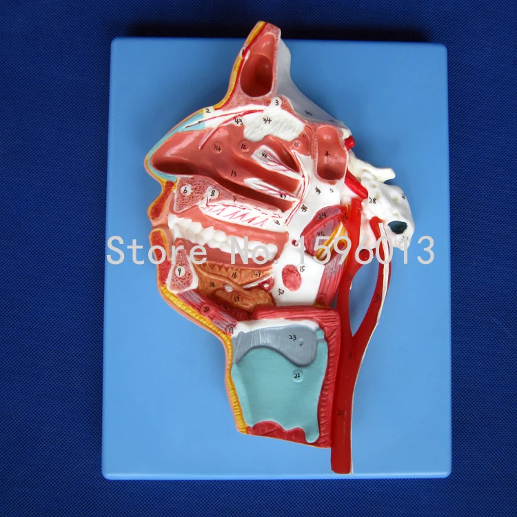 Модели нервов и сосудов в черепе лица рот нос лекарство ларинкс с сосудами