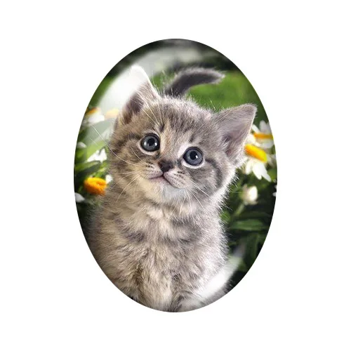 Восхитительные котики Домашних животных 10 шт смешанные цвета 13x1 8 мм/18x2 5 мм/30x40 мм