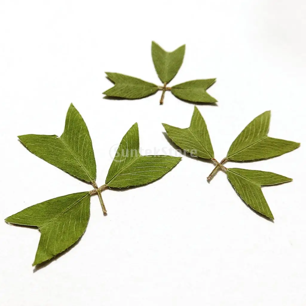 

New Hot Sale 10x Pressed Dried Flower Leaf For Jewelry Phone Case Greeting Card DIY Decor Accessories