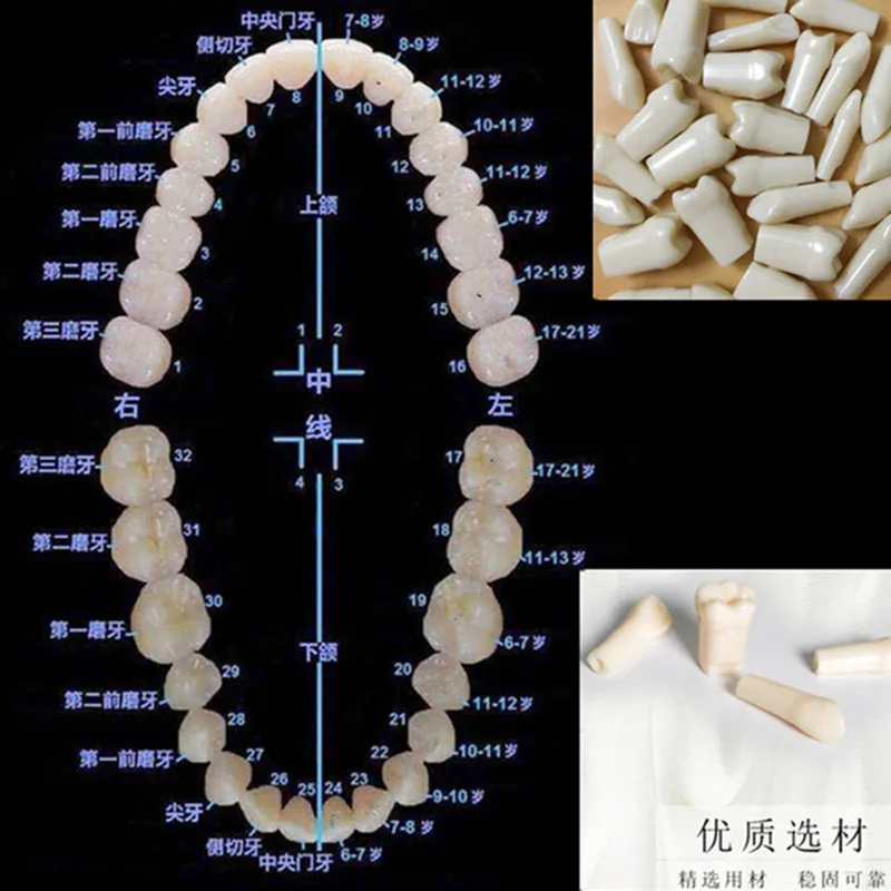 100% Высококачественная модель универсальная стоматологическая пластина съемные
