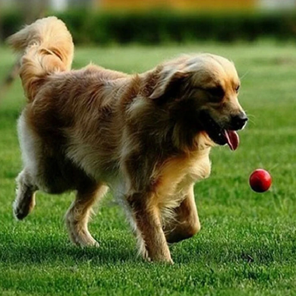 1 шт. резиновый эластичный мяч для домашних животных|Игрушки собак| |