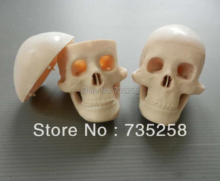

Miniature Plastic Skull ,Small skull model