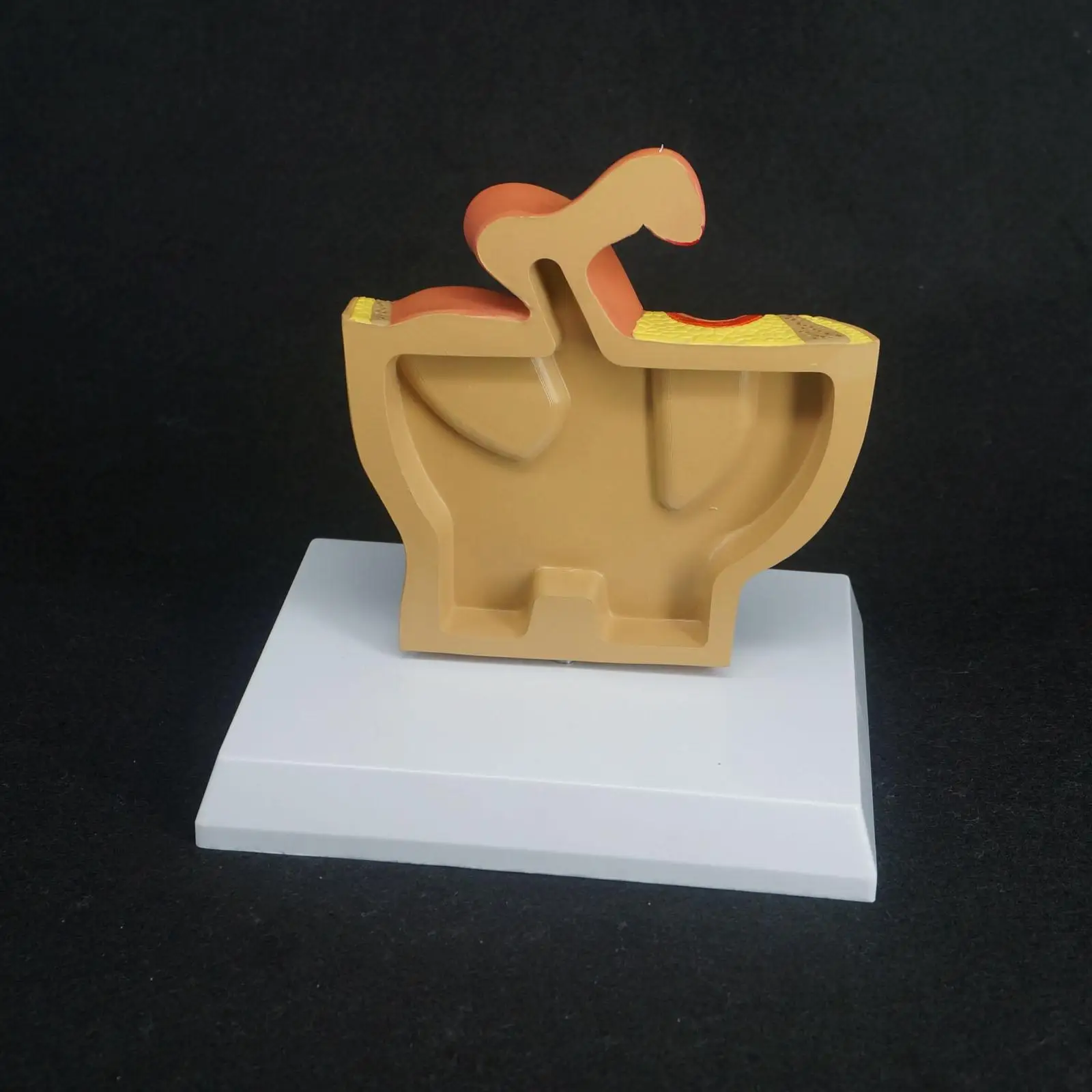 Женская Тазовая Гинекологическая модель мочевой репродуктивной системы для