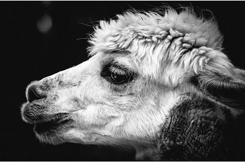 zhuistarDiy Diamond painting cross stitch sheep pictures crystal square diamond sets unfinished decorative embroidery | Дом и сад