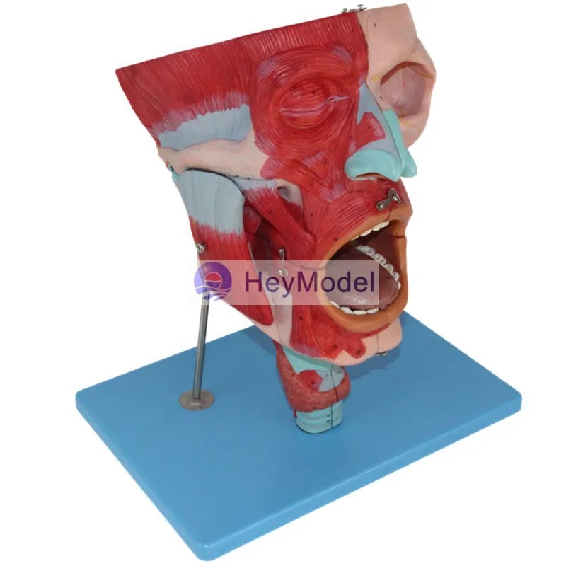 Назальная ротовая фармацевтическая ГОРЛОВАЯ модель HeyModel|anatomy model|anatomy muscleanatomy muscle