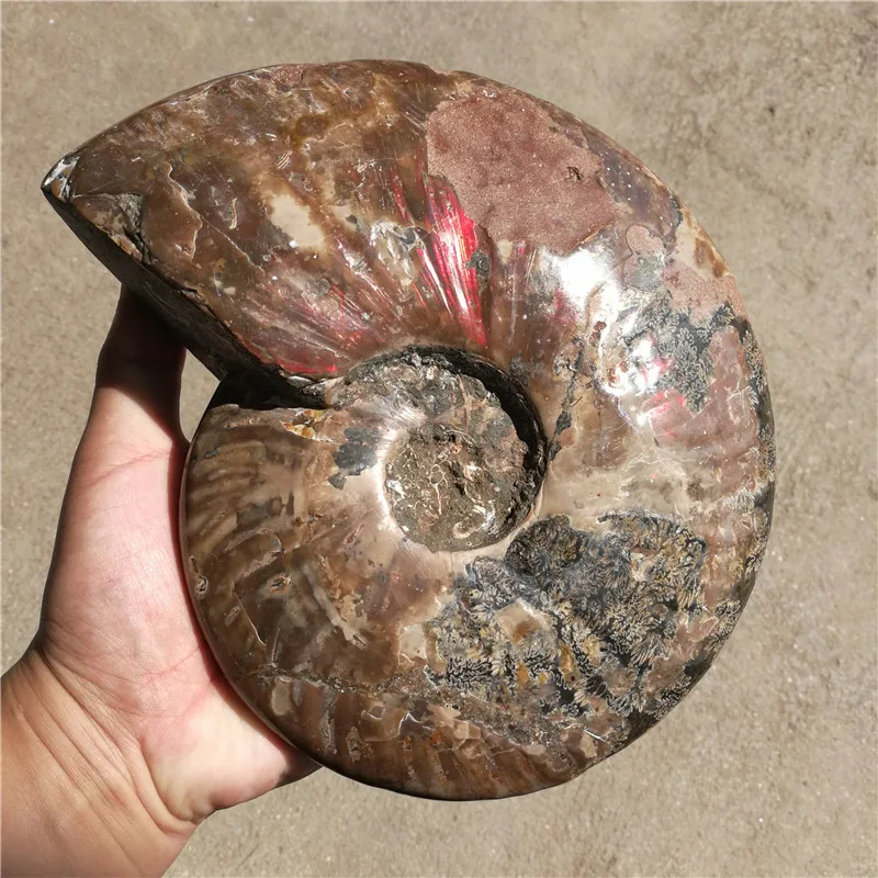 2160 г(4,76 фунтов) натуральный аммонит экземпляр ракушки Fossil Мадагаскар LA2033