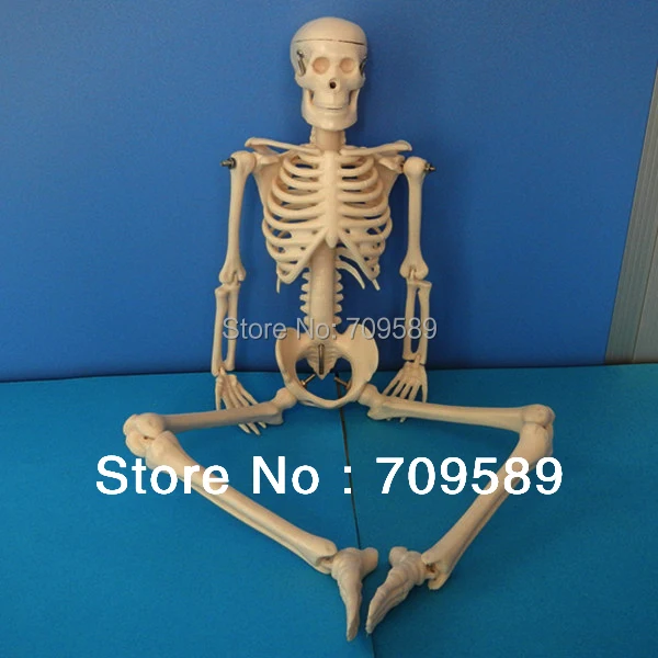 Мини скелет модель человеческого скелета|mini skeleton|human skeleton modelskeleton model |