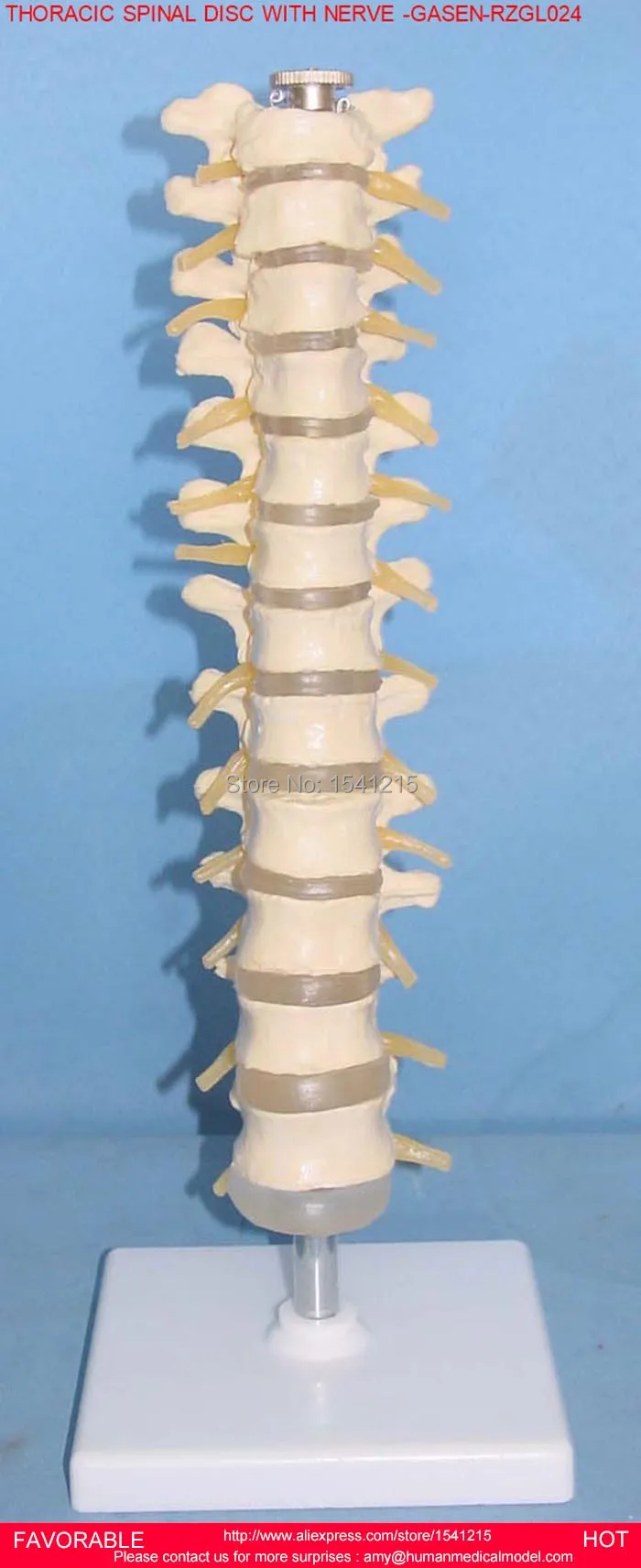 Грудной спинной мозг модель грудного позвонка спинного мозга бандторного диска