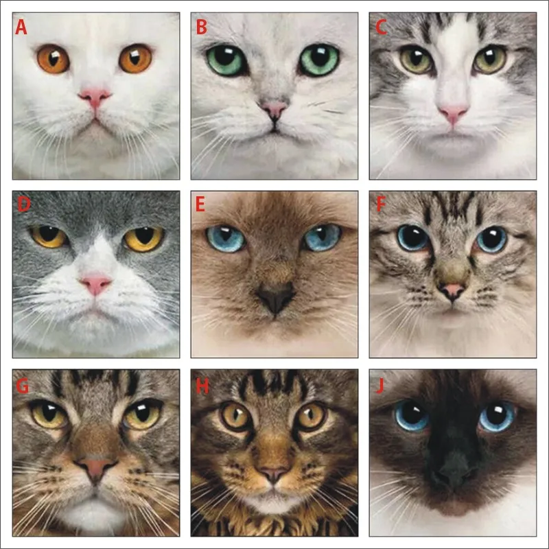 Алмазная живопись животное кошачье лицо мозаика украшение для дома подарок LY022 |