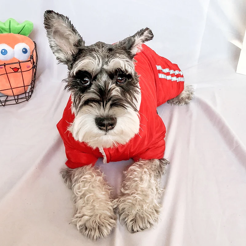 PETCIRCLE Одежда для собак Тедди Французский бульдог Померанский осень зима щенок кошка Одежда для питомцев Эдинбург медведь хлопковое пальто