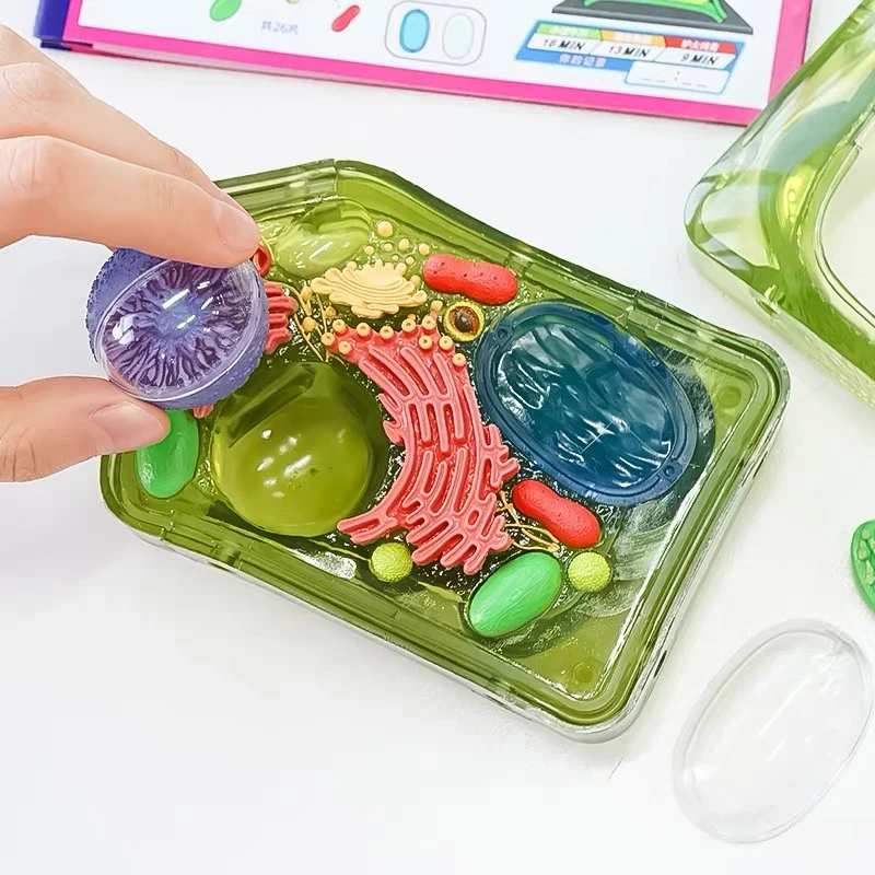 4d ячейка для растений интеллектуальная сборная игрушка человеческий орган